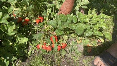 полуниця город