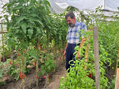Невибагливі "Гноми" та плодовиті "Дюшеси": як лучанин вирощує помідори Невибагливі "Гноми" та плодовиті "Дюшеси": як лучанин вирощує помідори