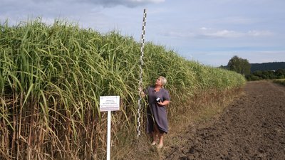 500 кубометрів газу з однієї тонни трави: як на Буковині вирощують «супертраву» міскантус 500 кубометрів газу з однієї тонни трави: як на Буковині вирощують «супертраву» міскантус