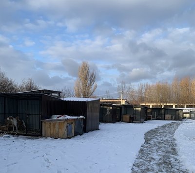 У Хмельницькій організації "Врятуй життя" сповільнився процес прилаштування тварин У Хмельницькій організації "Врятуй життя" сповільнився процес прилаштування тварин