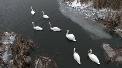 Понад пів сотні лебедів залишились зимувати на річці Устя у Великому Олексині на Рівненщині Понад пів сотні лебедів залишились зимувати на річці Устя у Великому Олексині на Рівненщині