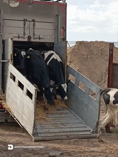 Понад 600 корів із Сумщини евакуювали на Рівненщину Понад 600 корів із Сумщини евакуювали на Рівненщину