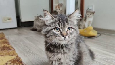 Котики Котики