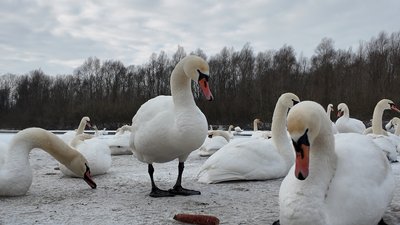 Лебеді на Пруті у Маршинцях Лебеді на Пруті у Маршинцях