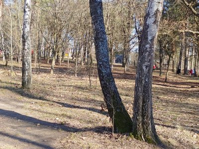 Збір березового соку на Житомирщині: що дозволено і за що штрафують Збір березового соку на Житомирщині: що дозволено і за що штрафують