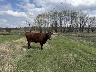 “Як я їх брошу?” Жителька Некременного відмовляється виїжджати через своїх кіз