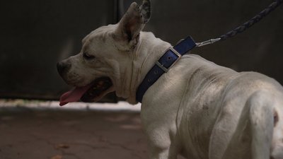Шрами від побоїв та гасіння цигарок. Зооволонтерка з Дніпра врятувала пса з прикордонного села Одещини