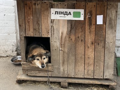 У Полтаві влаштують толоку на пункті перетримки безпритульних тварин У Полтаві влаштують толоку на пункті перетримки безпритульних тварин
