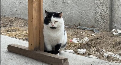 Свиня, барани, коти й собаки. Які тварини живуть території штабу добровольчої організації парамедиків "Госпітальєри" Свиня, барани, коти й собаки. Які тварини живуть території штабу добровольчої організації парамедиків "Госпітальєри"