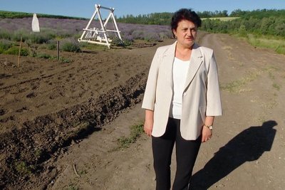Лавандове поле Городоцької громади на Хмельниччині: релакс із безкоштовними фотозонами Лавандове поле Городоцької громади на Хмельниччині: релакс із безкоштовними фотозонами