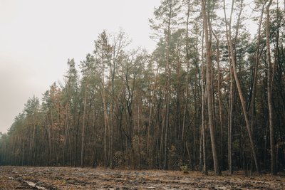Висаджують дерева та знімають відео про ліс в TikTok: чим живе шкільне лісництво “Нескучанське” з Сумщини Висаджують дерева та знімають відео про ліс в TikTok: чим живе шкільне лісництво “Нескучанське” з Сумщини