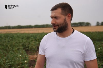 Експеримент вдався: в Одеському регіоні вирощуватимуть бавовну в промислових обсягах