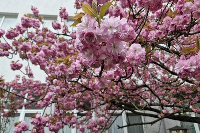 В Ужгороді розпочалося масове цвітіння сакур: де шукати локації для фото В Ужгороді розпочалося масове цвітіння сакур: де шукати локації для фото