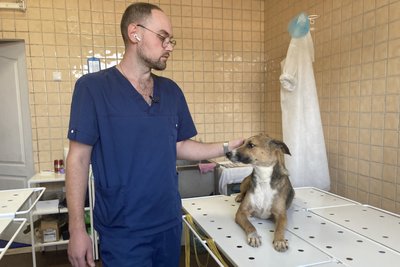 Одна з собак, врятованих з селища Докучаєвського, Харків, 28 серпня 2023 року. Фото: Олена Клименко/Суспільне Харків Одна з собак, врятованих з селища Докучаєвського, Харків, 28 серпня 2023 року. Фото: Олена Клименко/Суспільне Харків