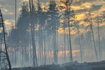 Горять дерева у лісі Горять дерева у лісі