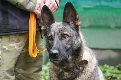 кінологічний центр, поліцейські кінологи, поліція тернопільщини, день захисту тварин, екскурсія для школярів кінологічний центр, поліцейські кінологи, поліція тернопільщини, день захисту тварин, екскурсія для школярів