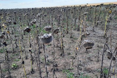 Фермер з Миколаївщини розповів, як війна вплинула на врожайність та роботу сільських господарств Фермер з Миколаївщини розповів, як війна вплинула на врожайність та роботу сільських господарств