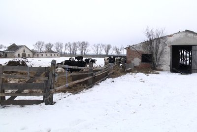 Ситуація на держпідприємстві "Рихальське" на Житомирщині: місцеві жителі розповіли, що тварини продовжують голодувати Ситуація на держпідприємстві "Рихальське" на Житомирщині: місцеві жителі розповіли, що тварини продовжують голодувати