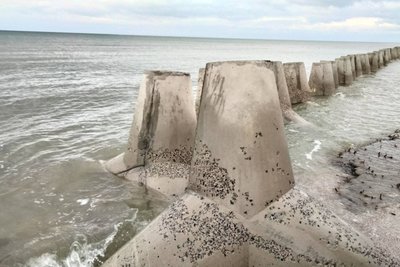 У нацпарку "Тузлівські лимани" на Одещині шторм знову руйнує лінію тетраподів У нацпарку "Тузлівські лимани" на Одещині шторм знову руйнує лінію тетраподів