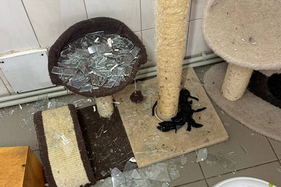 Скло на лежанці для котів у притулку в Харкові після атаки дрона РФ, 5 березня 2026 року