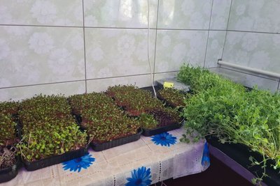 У школі на Житомирщині учні заробляють гроші, вирощуючи та продаючи мікрозелень У школі на Житомирщині учні заробляють гроші, вирощуючи та продаючи мікрозелень