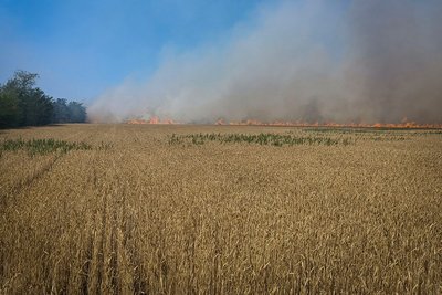 За добу на Миколаївщині згоріло понад 500 гектарів врожаю та десятки будівель За добу на Миколаївщині згоріло понад 500 гектарів врожаю та десятки будівель