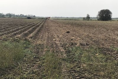 Чому на Житомирщині дорожчає картопля і з якими труднощами стикаються фермери під час її збору Чому на Житомирщині дорожчає картопля і з якими труднощами стикаються фермери під час її збору
