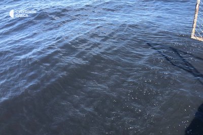Море після прориву каналізації в Одесі Море після прориву каналізації в Одесі