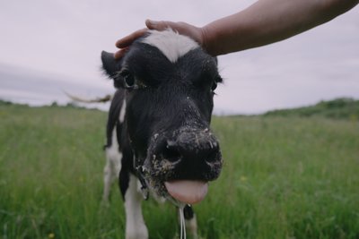 Люди виїжджають, село гине, бо ніде працювати: як живуть останні жителі села Гошів на Житомирщині Люди виїжджають, село гине, бо ніде працювати: як живуть останні жителі села Гошів на Житомирщині