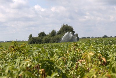 88 тисяч тонн урожаю: на Житомирщині розпочали збір картоплі 88 тисяч тонн урожаю: на Житомирщині розпочали збір картоплі