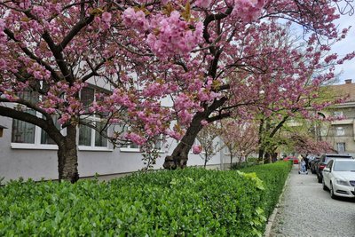 В Ужгороді розпочалося масове цвітіння сакур: де шукати локації для фото В Ужгороді розпочалося масове цвітіння сакур: де шукати локації для фото
