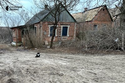 Кішка у селі поблизу фронту, Донецька область Кішка у селі поблизу фронту, Донецька область