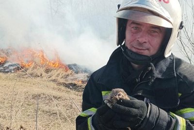Горіли суха трава та смітник — пожежу в екосистемі Житомирщини гасили понад 4 години