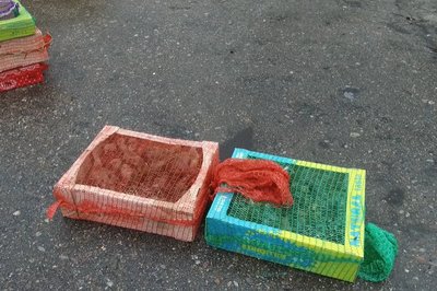 В харківському екопарку випустили на волю врятованих протягом зими білок та пташок В харківському екопарку випустили на волю врятованих протягом зими білок та пташок