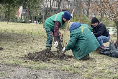У Харкові висаджують півонії, які подарувала місту жителька Бабаїв У Харкові висаджують півонії, які подарувала місту жителька Бабаїв