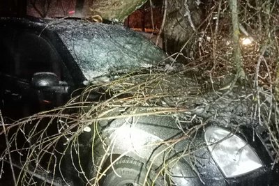 Падають на автівки: у Києві прибирають дерева, які повалив крижаний дощ Падають на автівки: у Києві прибирають дерева, які повалив крижаний дощ