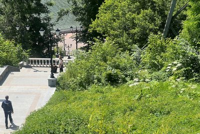 Борщівник у парку в центрі Житомира — чому це небезпечно і коли його приберуть