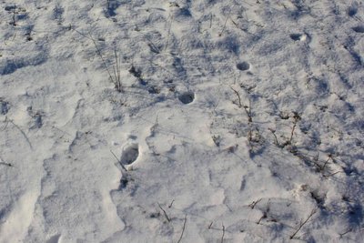 Регулюють чисельність хижих тварин: на Вінниччині мисливці вполювали 56 лисиць Регулюють чисельність хижих тварин: на Вінниччині мисливці вполювали 56 лисиць