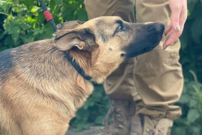 "Не хочу, щоб діти бачили покинутих тварин": як жінка на Одещині організувала безкоштовну стерилізацію тварин "Не хочу, щоб діти бачили покинутих тварин": як жінка на Одещині організувала безкоштовну стерилізацію тварин