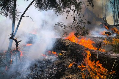 Вогонь охопив суху траву і хвойний настил: у Миколаєві горів ліс Вогонь охопив суху траву і хвойний настил: у Миколаєві горів ліс