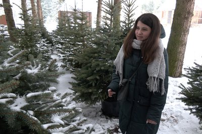 Розсадник дерев у Гаразджі на Волині