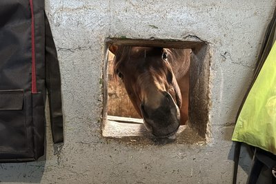 Врятовані з-під обстрілів: як евакуйовані коні звикають до нового дому в Миколаєві Врятовані з-під обстрілів: як евакуйовані коні звикають до нового дому в Миколаєві
