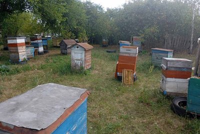 Майже пів століття качає мед: історія пасічника Олександра Шевчука з Житомирщини