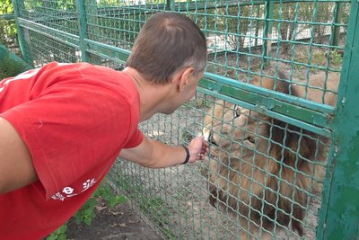 Олексій Колендовський з левом Бертом, якого повернули до "Фельдман екопарк" з евакуації, Лісне, Харківська область, 28 серпня 2023 року. Фото: Олена Клименко/Суспільне Харків Олексій Колендовський з левом Бертом, якого повернули до "Фельдман екопарк" з евакуації, Лісне, Харківська область, 28 серпня 2023 року. Фото: Олена Клименко/Суспільне Харків