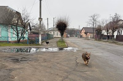 В місті на Житомирщині безпритульний собака покусав жінку: що відомо В місті на Житомирщині безпритульний собака покусав жінку: що відомо