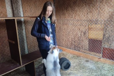 "Це дуже активна тварина, вона вам рознесе всю квартиру": вінничанка взяла додому під опіку п'ятьох лисиць "Це дуже активна тварина, вона вам рознесе всю квартиру": вінничанка взяла додому під опіку п'ятьох лисиць