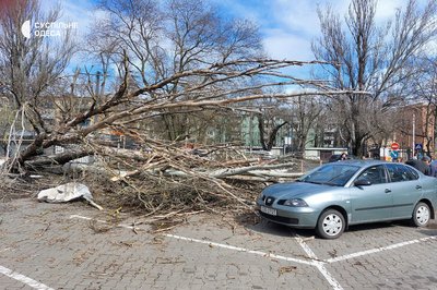 В Одесі дерево впало на жінку В Одесі дерево впало на жінку