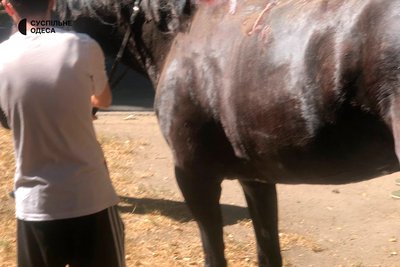 "Це був друг — один на все життя": під час атаки на Одесу загинула кобила Камелія "Це був друг — один на все життя": під час атаки на Одесу загинула кобила Камелія