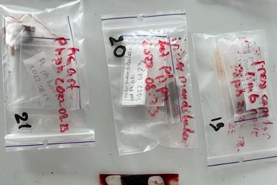 Масова гибель дельфінів на Одещині: прокуратура відкрила кримінальне провадження Масова гибель дельфінів на Одещині: прокуратура відкрила кримінальне провадження
