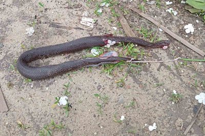 В селищі на Житомирщині 8-річного хлопчика вкусила гадюка В селищі на Житомирщині 8-річного хлопчика вкусила гадюка